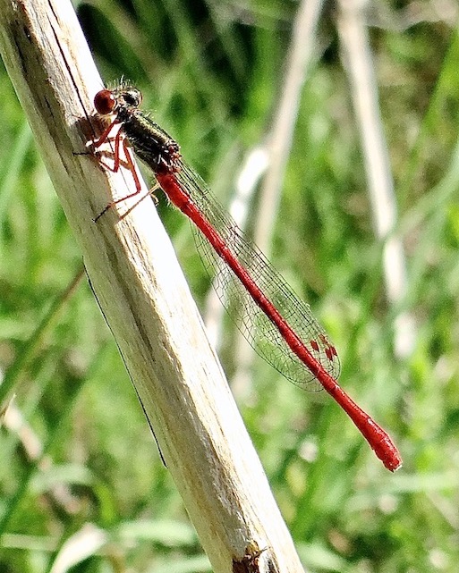 small red damselfly